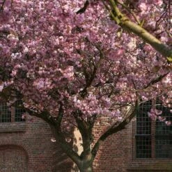 Japanese Cherry Blossom Tree | Prunus Serrulata 'Kanzan' -Green Plant Shop ORN0060 2