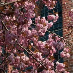 Japanese Cherry Blossom Tree | Prunus Serrulata 'Kanzan' -Green Plant Shop ORN0060 3