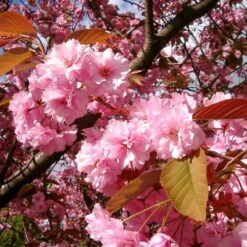 Japanese Cherry Blossom Tree | Prunus Serrulata 'Kanzan' -Green Plant Shop ORN0060 4