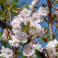 Flagpole Cherry Blossom Tree | Prunus Amanogawa 11 Flagpole Cherry Blossom Tree | Prunus Amanogawa -Green Plant Shop ORN0063 3