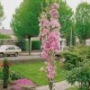 Flagpole Cherry Blossom Tree | Prunus Amanogawa -Green Plant Shop ORN0063 new