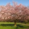 Accolade Pink Cherry Blossom Tree -Green Plant Shop ORN0064 6