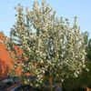 John Downie Crabapple Tree -Green Plant Shop ORN0073 1
