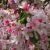 Japanese Crabapple Tree | Malus Floribunda -Green Plant Shop ORN0074 1
