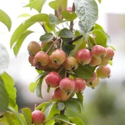 Evereste Crabapple Tree -Green Plant Shop ORN0074 3 1475890a 114a 4e97 a720 809279382368