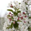 Evereste Crabapple Tree -Green Plant Shop ORN0076 3