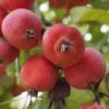 'Jelly King' Crabapple Tree -Green Plant Shop ORN0096 2