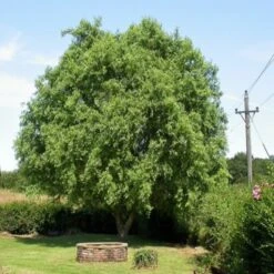 Corkscrew Willow | Salix Matsudana 'Tortuosa' -Green Plant Shop ORN0100 1
