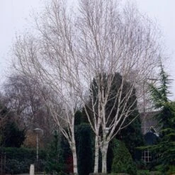 Himalayan Birch Tree | Betula Utilis Jacquemontii -Green Plant Shop ORN0102 1