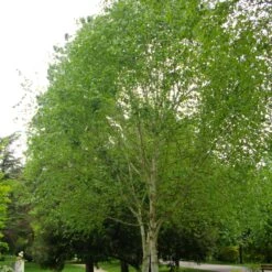 Himalayan Birch Tree | Betula Utilis Jacquemontii -Green Plant Shop ORN0102 2