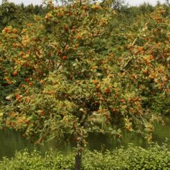 Scarlet Japanese Rowan Tree | Sorbus Commixta 'Embley' -Green Plant Shop ORN0139 6