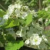 Double White Hawthorn Tree | Crataegus Laevigata 'Plena' 1 Double White Hawthorn Tree | Crataegus Laevigata 'Plena' -Green Plant Shop ORN0189 1