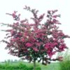Double Pink Hawthorn Tree | Crataegus Laevigata 'Rosea Flore Pleno' -Green Plant Shop ORN0190 1