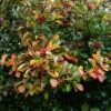 Broad-Leaved Cockspur Thorn Tree | Crataegus Persimilis 'Prunifolia' -Green Plant Shop ORN0191 1