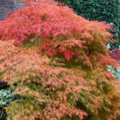 Green Weeping Japanese Maple Tree | Acer Palmatum 'Dissectum' -Green Plant Shop ORN0197 3