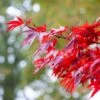 Red Japanese Maple Tree | Acer Palmatum 'Fireglow' -Green Plant Shop ORN0198 1