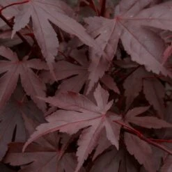 Red Japanese Maple Tree | Acer Palmatum 'Fireglow' -Green Plant Shop ORN0198 3