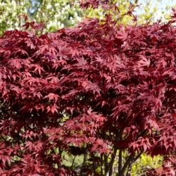 Red Japanese Maple Tree | Acer Palmatum 'Fireglow' -Green Plant Shop ORN0198 4