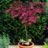 Red Weeping Japanese Maple Tree | Acer Palmatum 'Garnet' -Green Plant Shop ORN0200 1