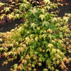 Japanese Maple Tree | Acer Palmatum 'Katsura' -Green Plant Shop ORN0202 2