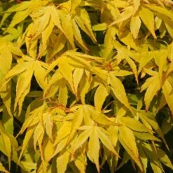 Japanese Maple Tree | Acer Palmatum 'Katsura' -Green Plant Shop ORN0202 4