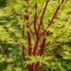 Coral Bark Japanese Maple Tree | Acer Palmatum 'Sangokaku' -Green Plant Shop ORN0204 1