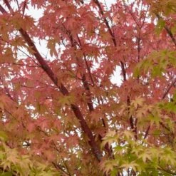 Coral Bark Japanese Maple Tree | Acer Palmatum 'Sangokaku' -Green Plant Shop ORN0204 4