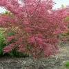 Variegated Japanese Maple Tree | Acer Palmatum 'Shirazz' -Green Plant Shop ORN0206 1