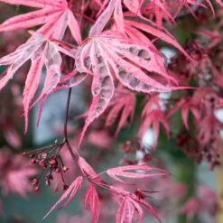 Variegated Japanese Maple Tree | Acer Palmatum 'Shirazz' -Green Plant Shop ORN0206 4