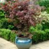 Purple Japanese Maple Tree | Acer Palmatum 'Atropurpureum' -Green Plant Shop ORN0207 1