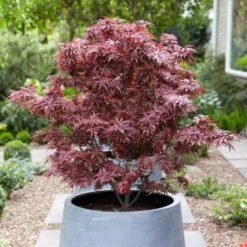 Purple Japanese Maple Tree | Acer Palmatum 'Atropurpureum' -Green Plant Shop ORN0207 3