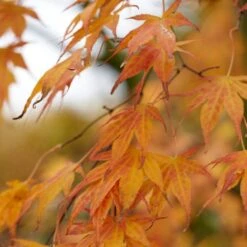 Purple Japanese Maple Tree | Acer Palmatum 'Atropurpureum' -Green Plant Shop ORN0207 4