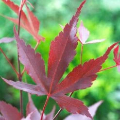 Purple Japanese Maple Tree | Acer Palmatum 'Atropurpureum' -Green Plant Shop ORN0207 5