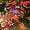 Canadian Red Maple Tree | Acer Rubrum 'Fairview Flame' -Green Plant Shop ORN0213 1