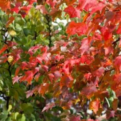 Canadian Red Maple Tree | Acer Rubrum 'Fairview Flame' -Green Plant Shop ORN0213 3