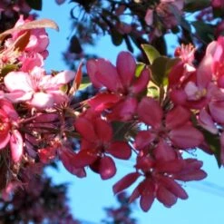 'Profusion Improved' Crabapple Tree | Malus Moerlandsii -Green Plant Shop ORN0216 3