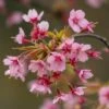 'Kursar' Dwarf Cherry Blossom Tree -Green Plant Shop ORN0234 1