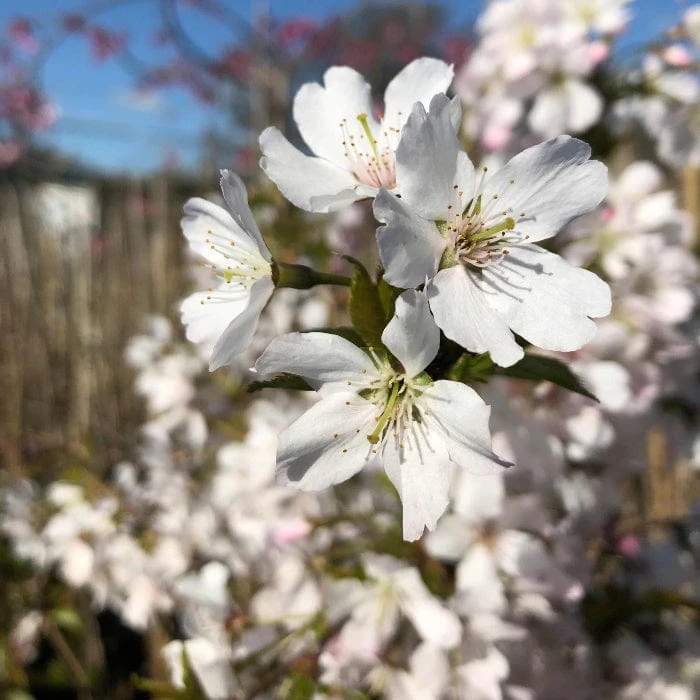 Pandora' Cherry Blossom Tree | Prunus Padus 3 Pandora' Cherry Blossom Tree | Prunus Padus