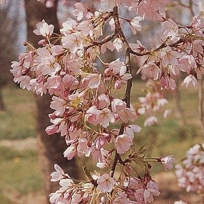 'Pink Shell' Cherry Blossom Tree | Prunus × Yedoensis 3 'Pink Shell' Cherry Blossom Tree | Prunus × Yedoensis
