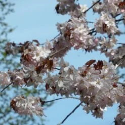 Sargent's Cherry Blossom Tree | Prunus Sargentii -Green Plant Shop ORN0240 3