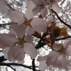 Sargent's Cherry Blossom Tree | Prunus Sargentii -Green Plant Shop ORN0240 4