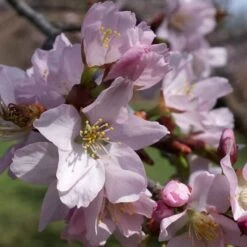 Sargent's Cherry Blossom Tree | Prunus Sargentii -Green Plant Shop ORN0240 5