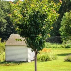 Sargent's Cherry Blossom Tree | Prunus Sargentii -Green Plant Shop ORN0240 6