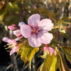 Sargent's Cherry Blossom Tree | Prunus Sargentii -Green Plant Shop ORN0240 8
