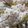 'Mount Fuji' Cherry Blossom Tree | Prunus Serrulata 'Shirotae' -Green Plant Shop ORN0242 1