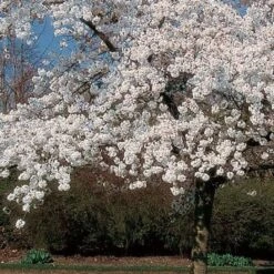 'Mount Fuji' Cherry Blossom Tree | Prunus Serrulata 'Shirotae' 8 'Mount Fuji' Cherry Blossom Tree | Prunus Serrulata 'Shirotae' -Green Plant Shop ORN0242 8