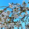 Dwarf White Weeping Cherry Blossom Tree | Prunus 'Snow Showers' -Green Plant Shop ORN0244 1