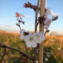White Columnar Cherry Blossom Tree | Prunus 'Spire' -Green Plant Shop ORN0246 8