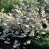 White Weeping Cherry Blossom Tree | Prunus Yedoensis 'Shidare Yoshino' 1 White Weeping Cherry Blossom Tree | Prunus Yedoensis 'Shidare Yoshino' -Green Plant Shop ORN0253 1