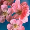 Early Flowering Cherry Blossom Tree | Prunus Persicoides 'Spring Glow' -Green Plant Shop ORN0256 1